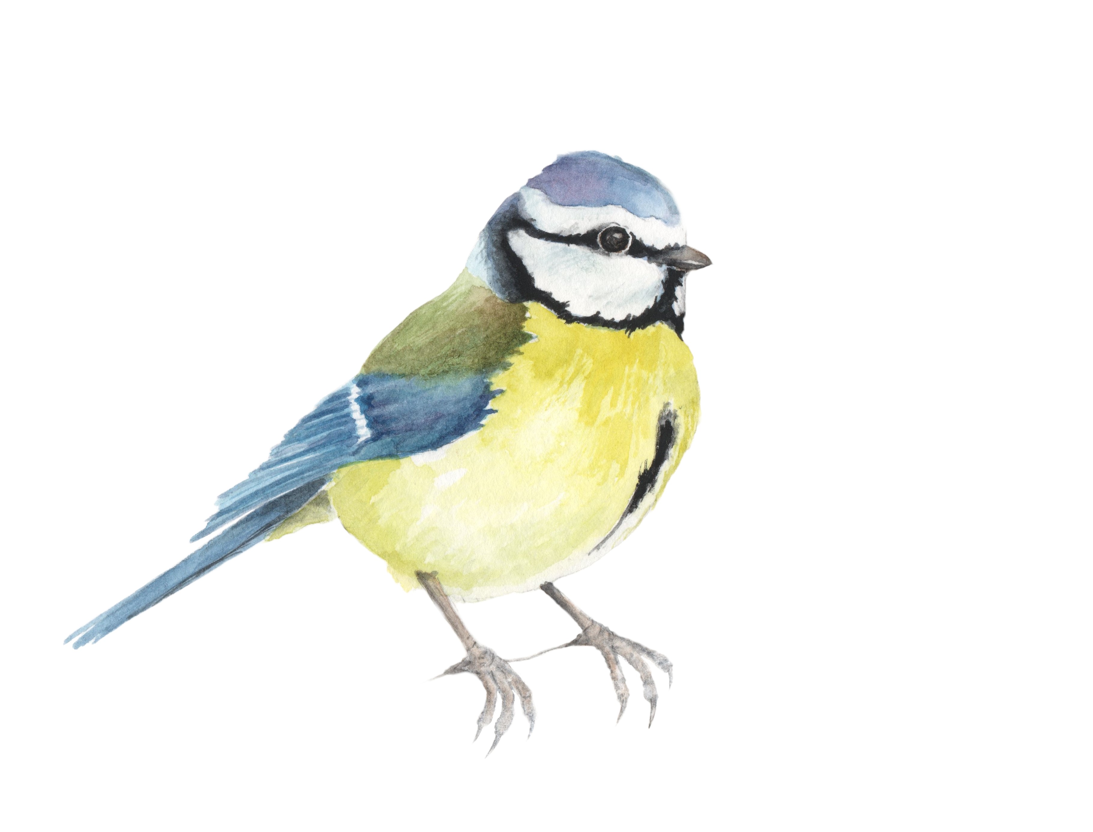 <b>2020 - pimpelmees